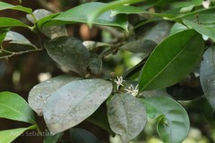 Chionanthus mala-elengi subsp. mala-elengi